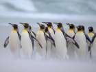 King penguin group on a beach. South America, Falkland Islands, Volunteer Point Art Print